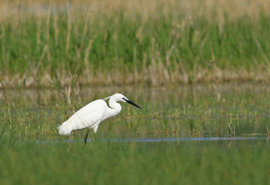 Little Egret