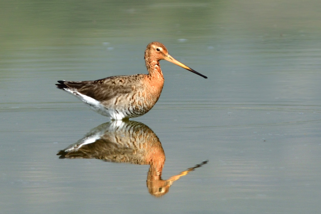 Black-tailed Godwit