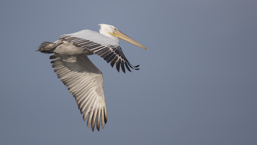 Dalmatian Pelican