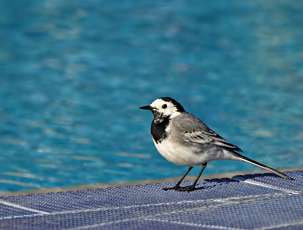 White Wagtail