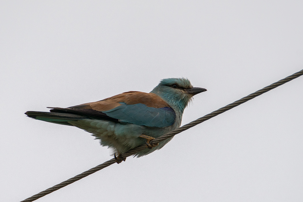 European Roller