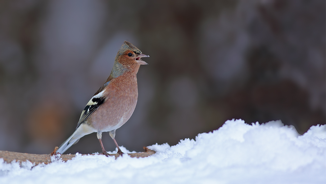 Common Chaffinch