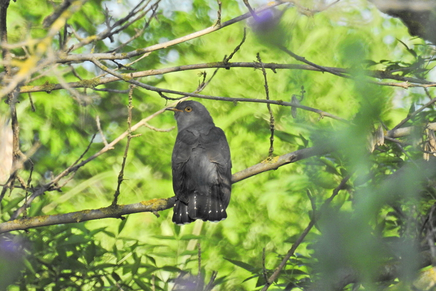 Common Cuckoo