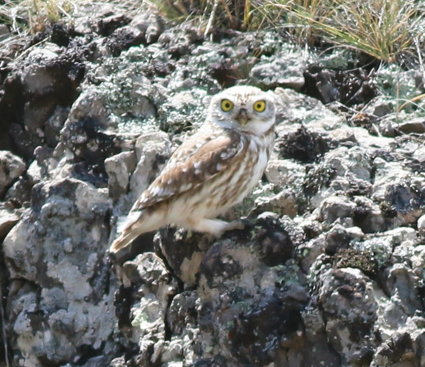 Little Owl