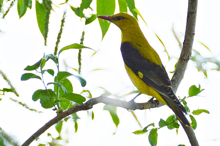 Eurasian Golden Oriole
