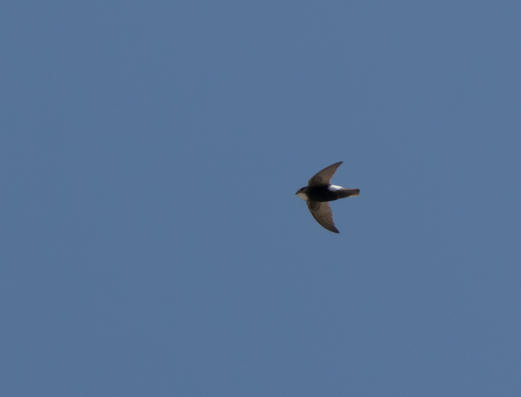 Little Swift