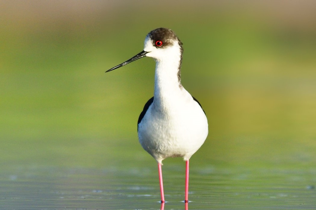 Black-winged Stilt