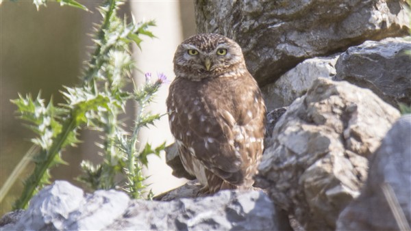 Little Owl