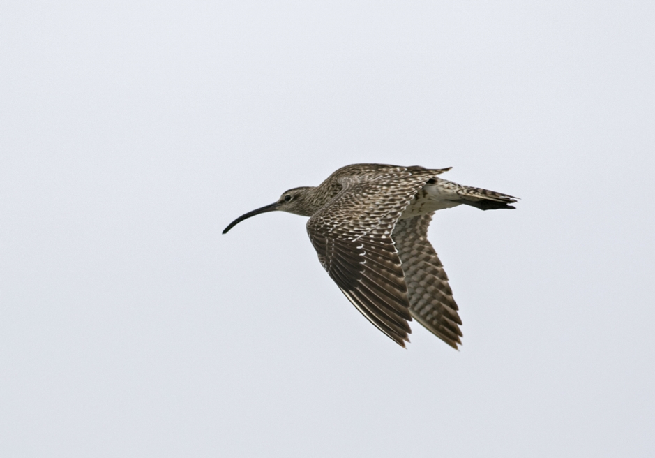 Eurasian Whimbrel