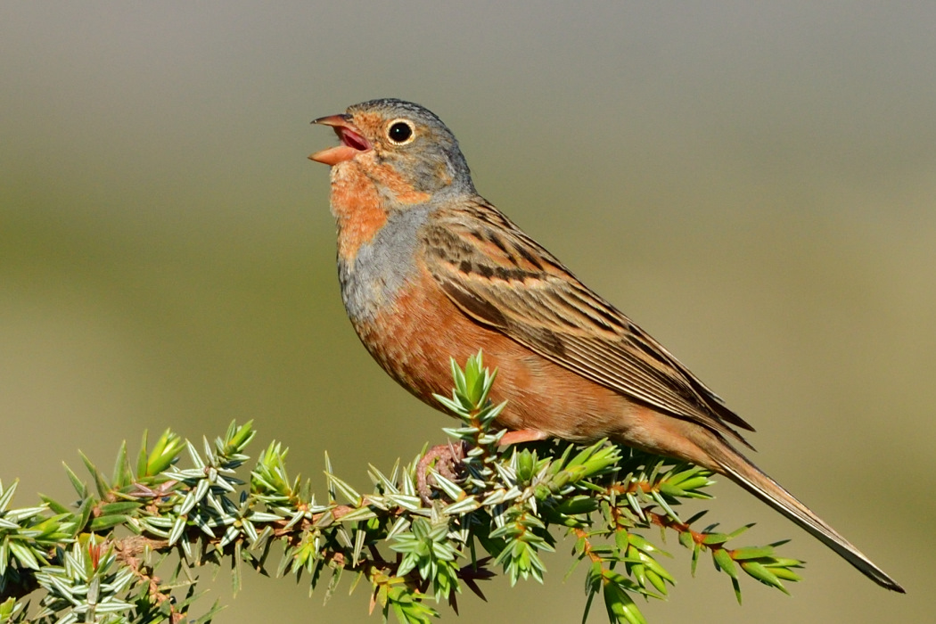 Cretzschmar`s Bunting