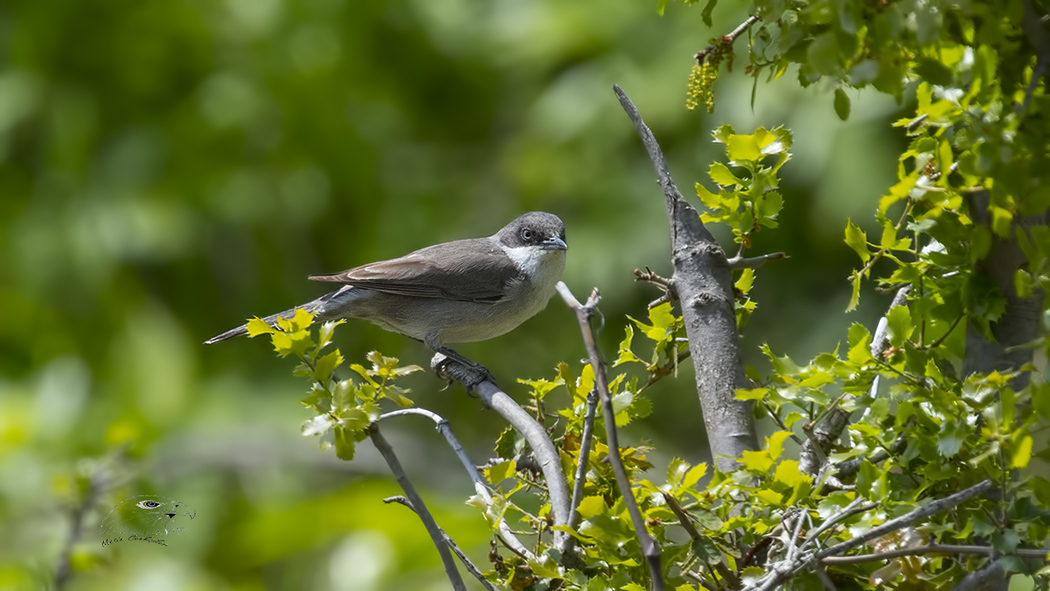 Eastern Orphean Warbler