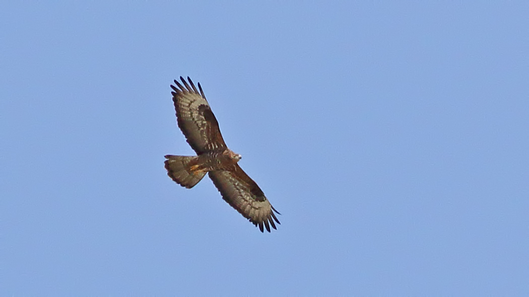 Arı Şahini