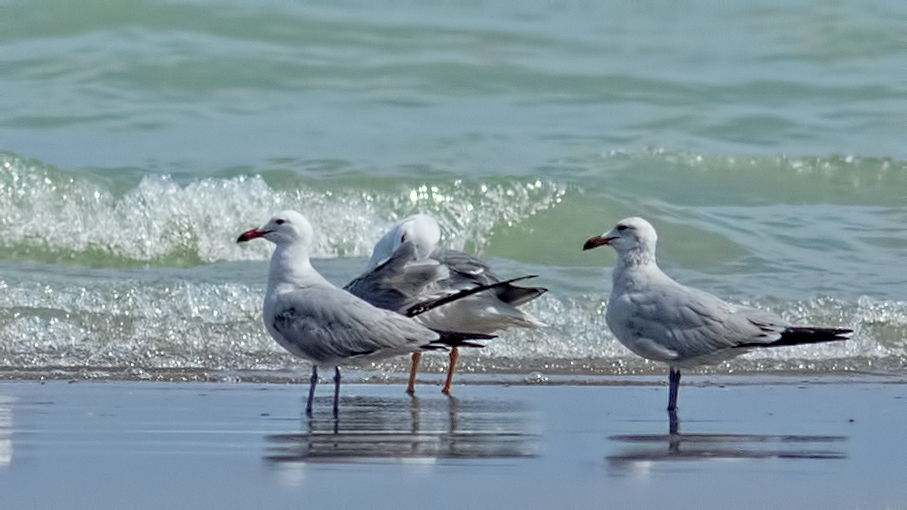 Audouin`s Gull