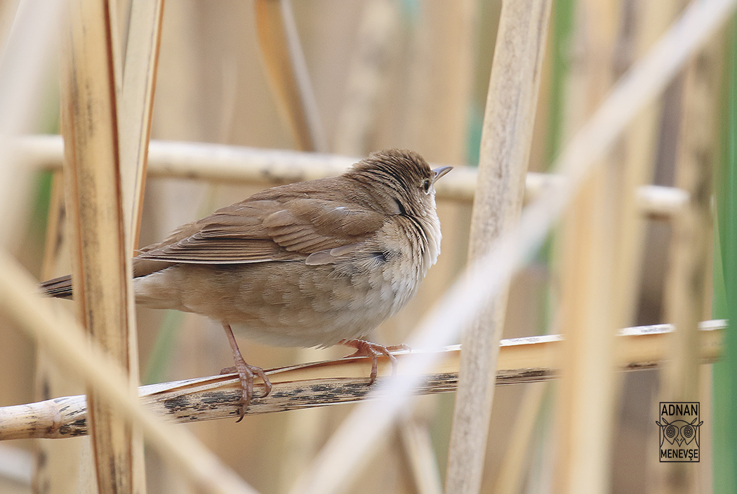 Savi`s Warbler