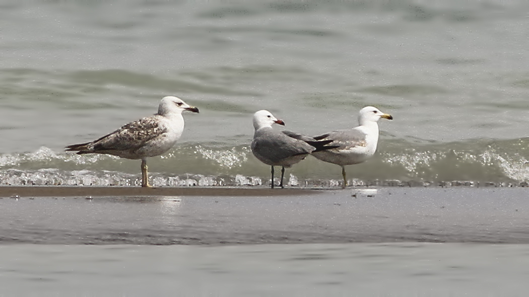 Audouin`s Gull