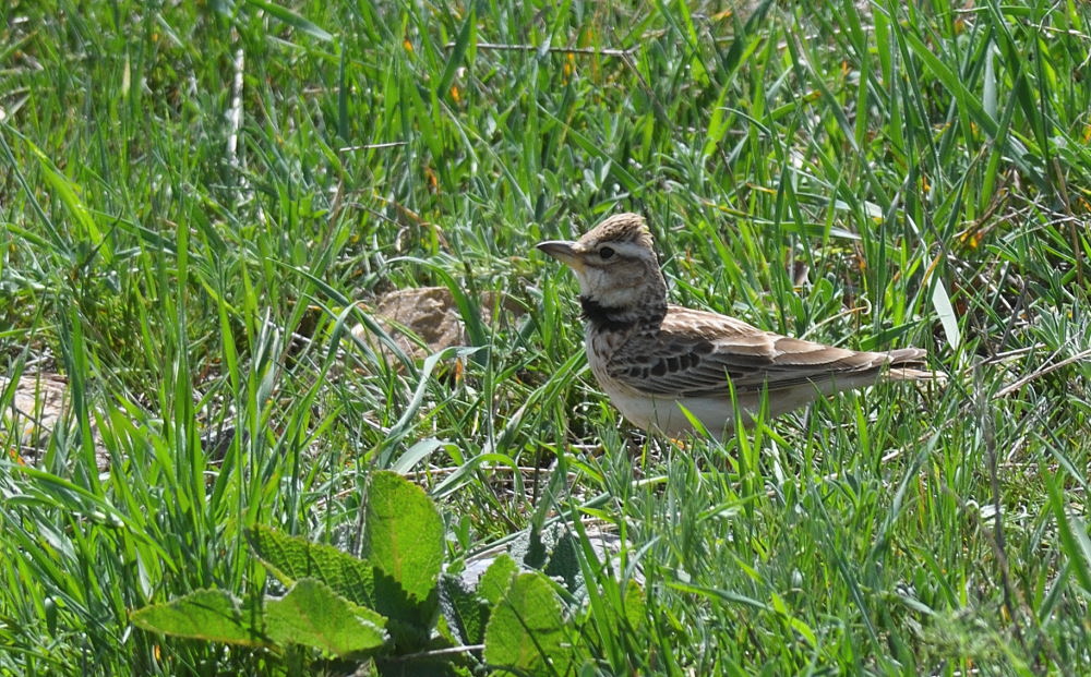 Bimaculated Lark