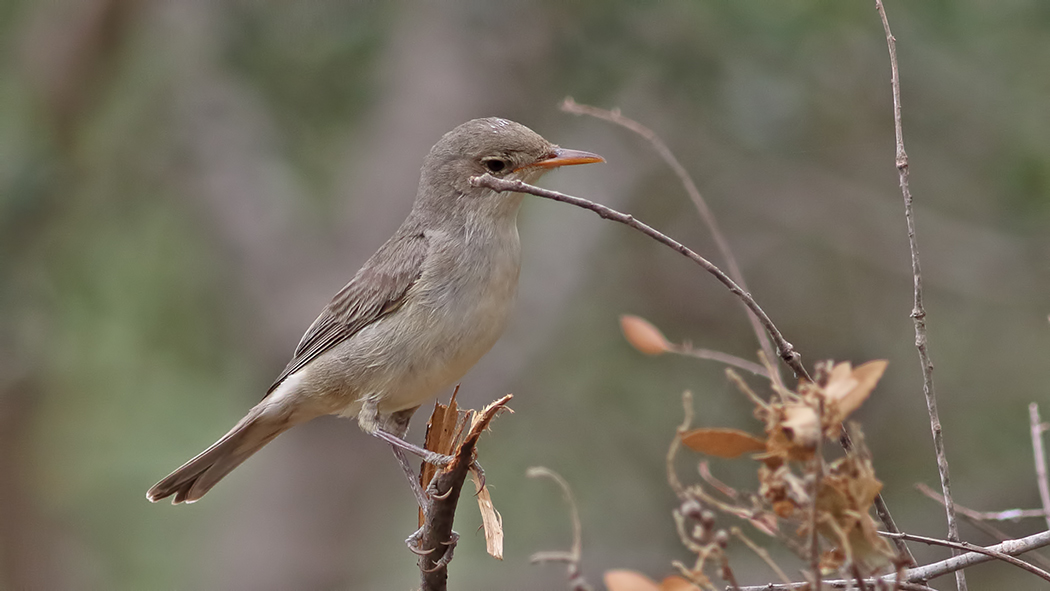 Olive-tree Warbler