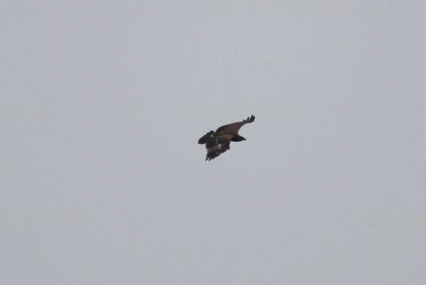 Greater Spotted Eagle