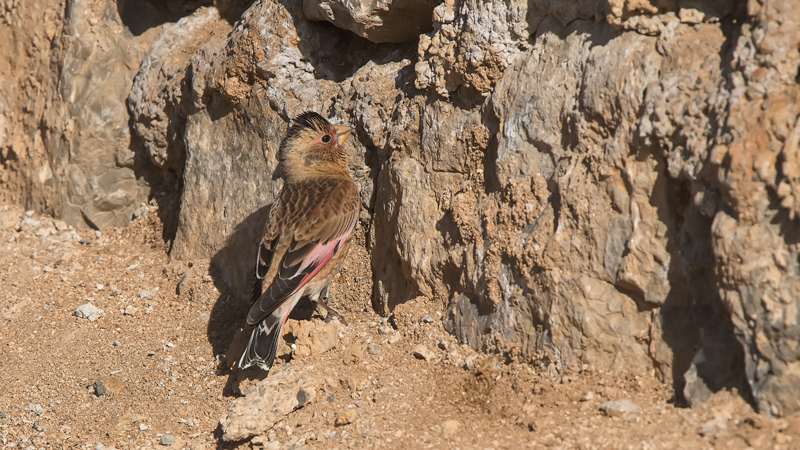 Eurasian Crimson-winged Finch