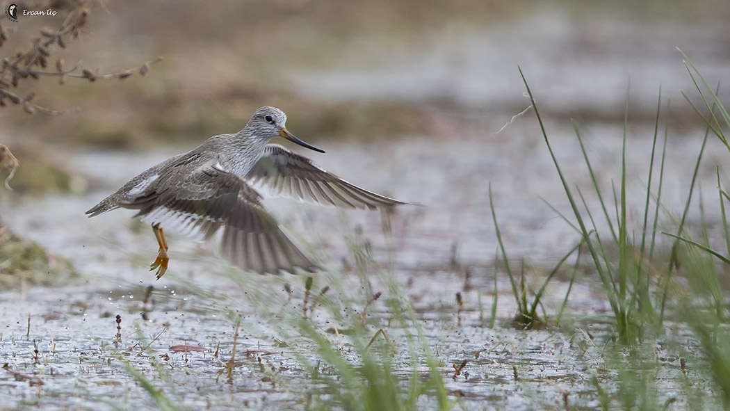 Terek Sandpiper