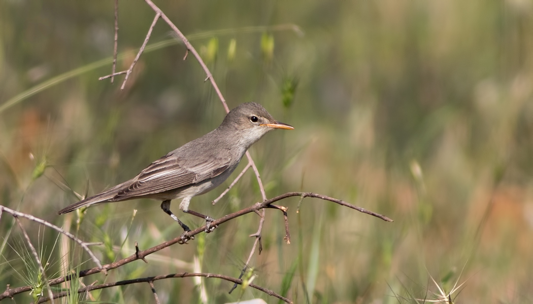 Olive-tree Warbler