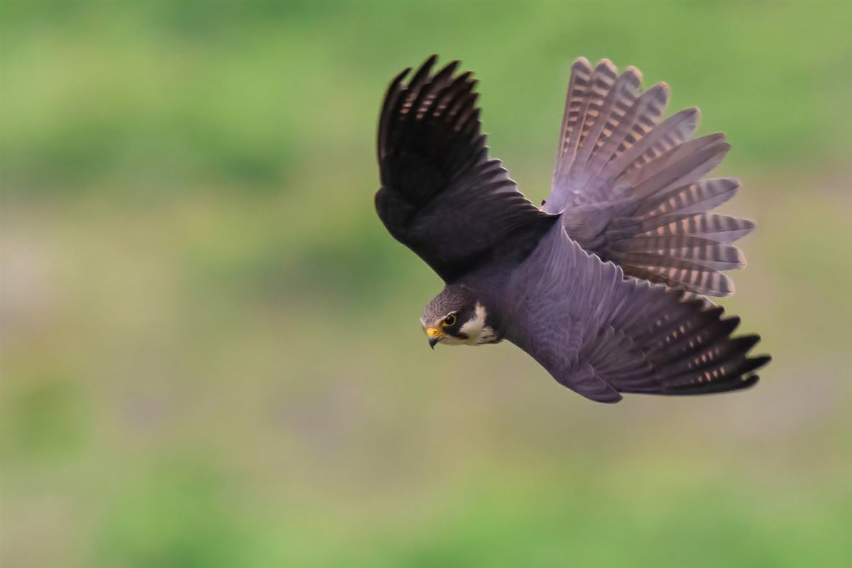 Eurasian Hobby