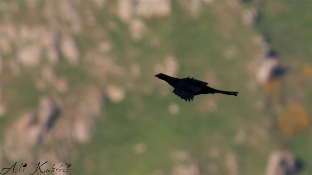 Caucasian Grouse