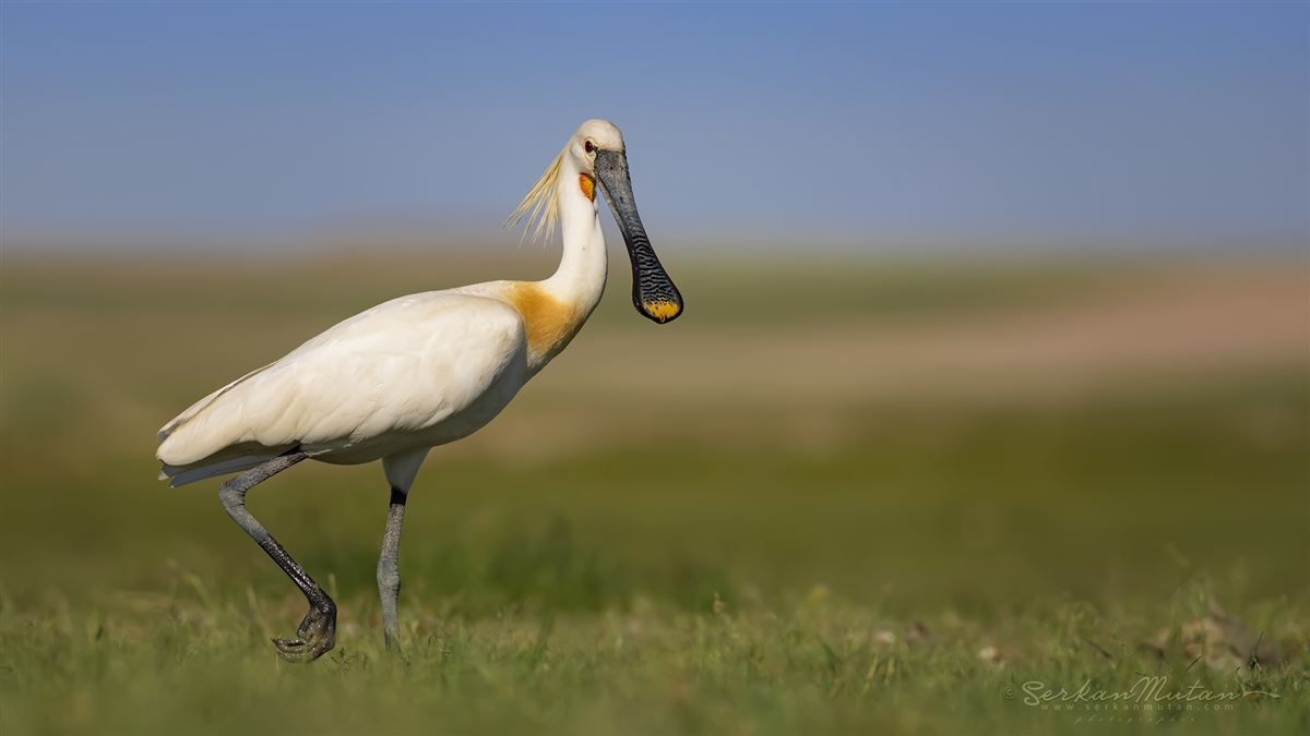 Eurasian Spoonbill