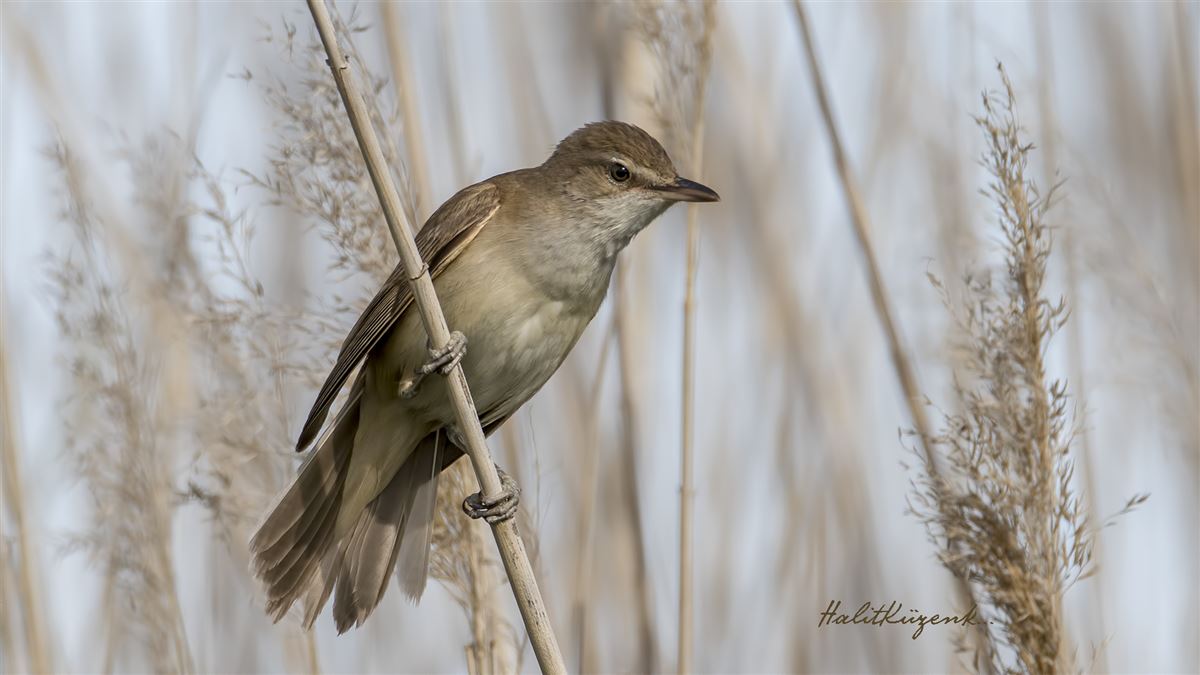 Great Reed Warbler