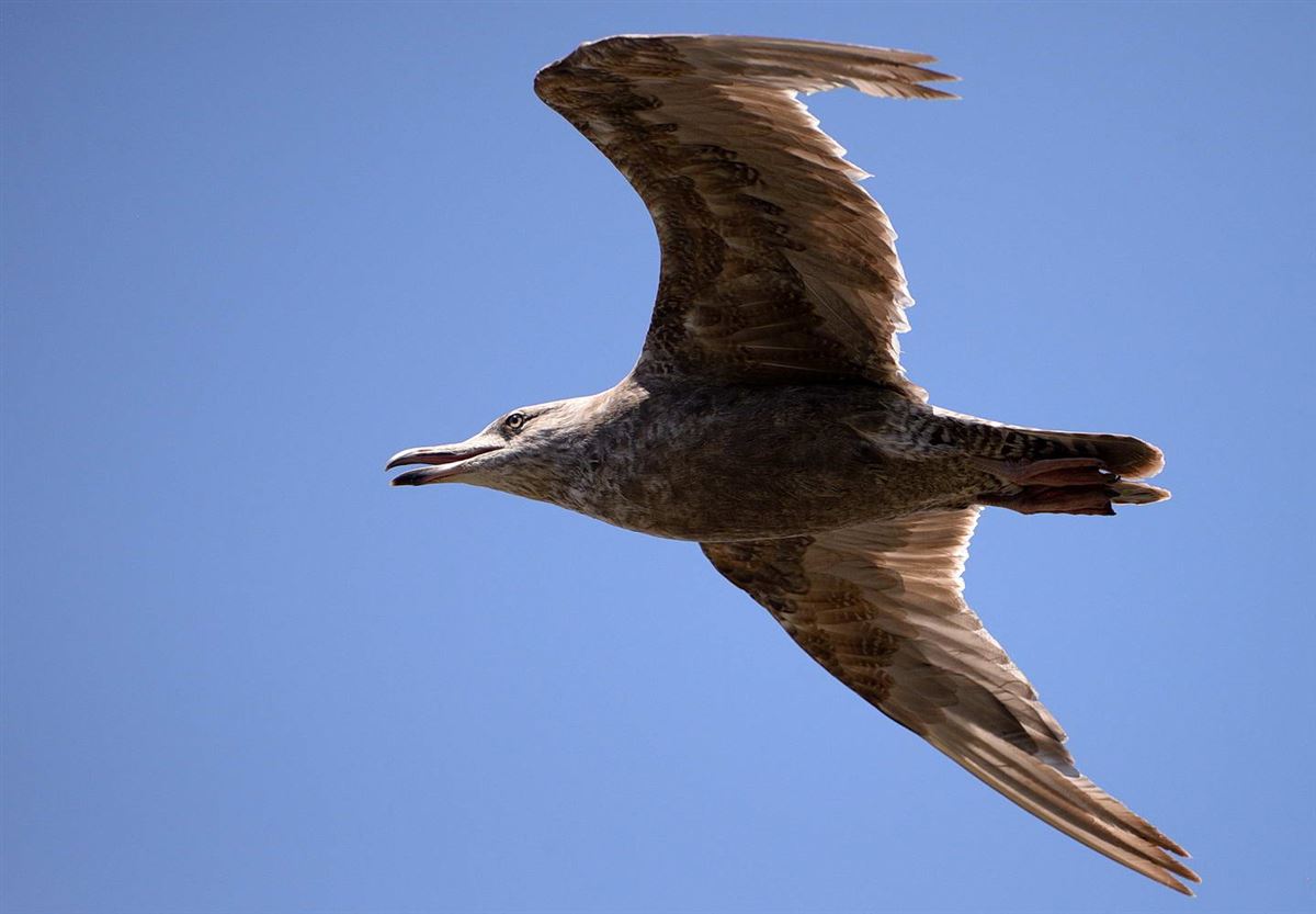 Great Black-backed Gull