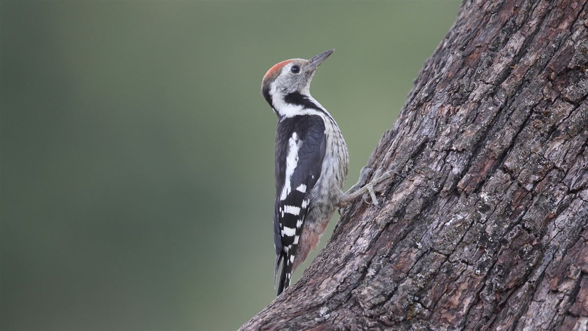 Middle Spotted Woodpecker