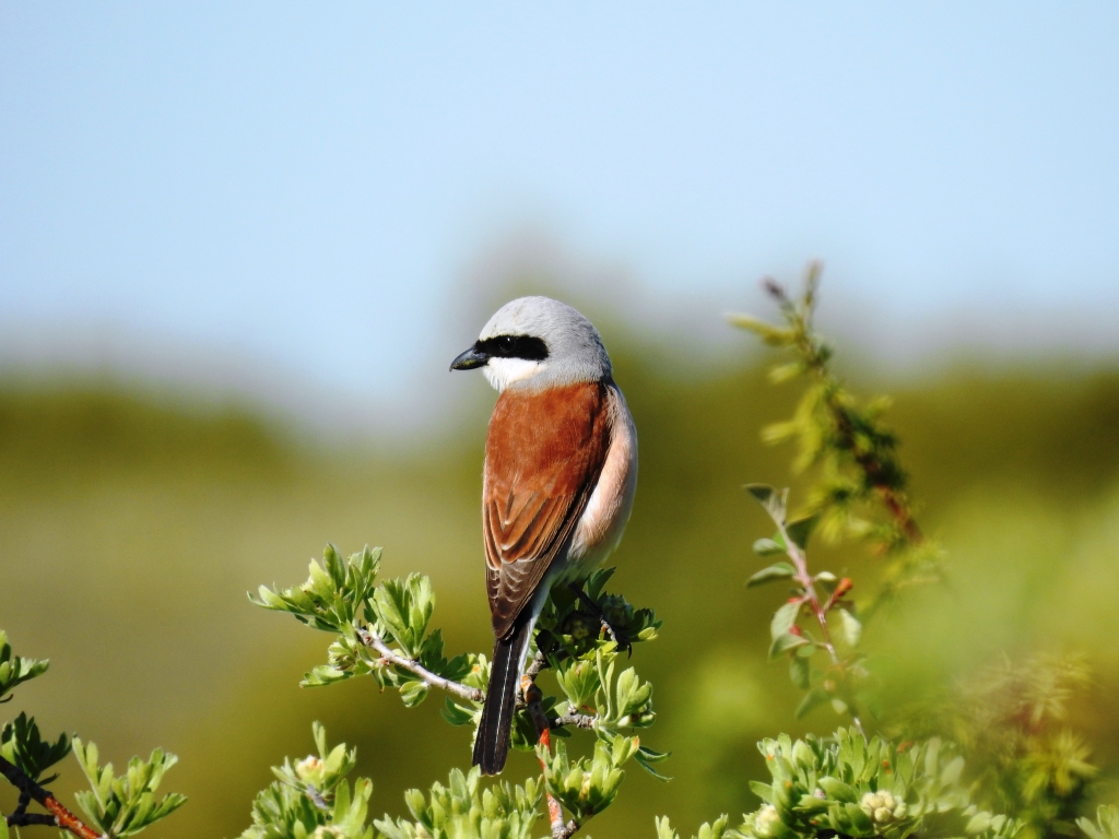 Red-backed Shrike
