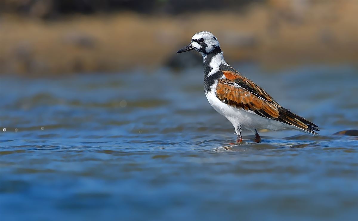 Ruddy Turnstone