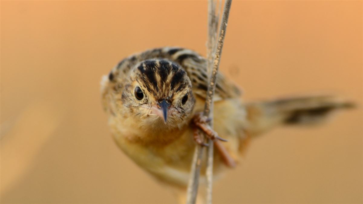 Zitting Cisticola