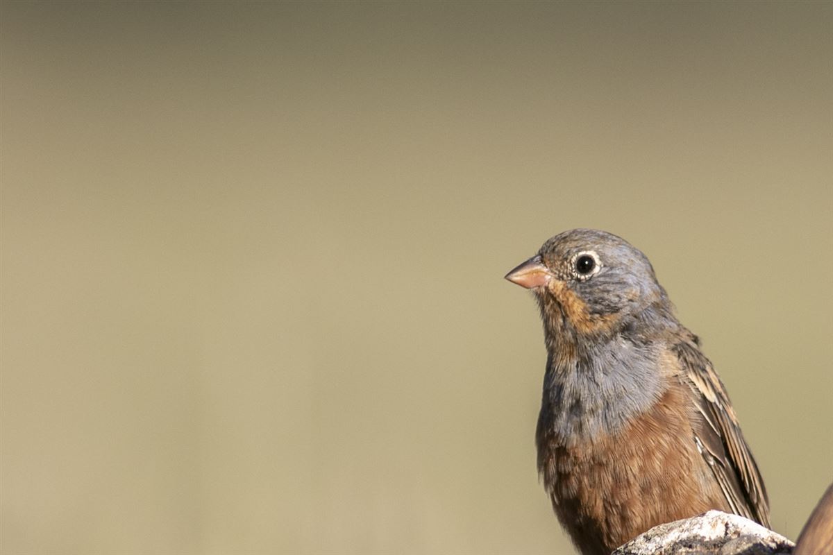 Cretzschmar`s Bunting