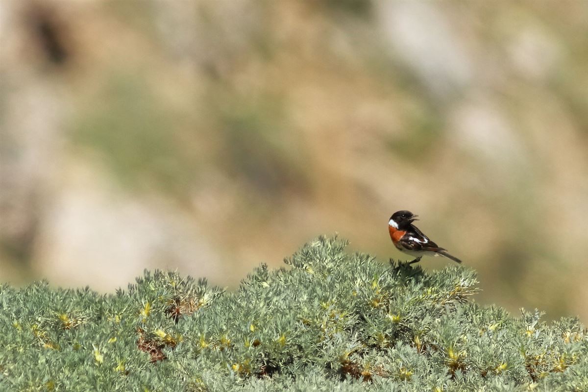 Siberian Stonechat