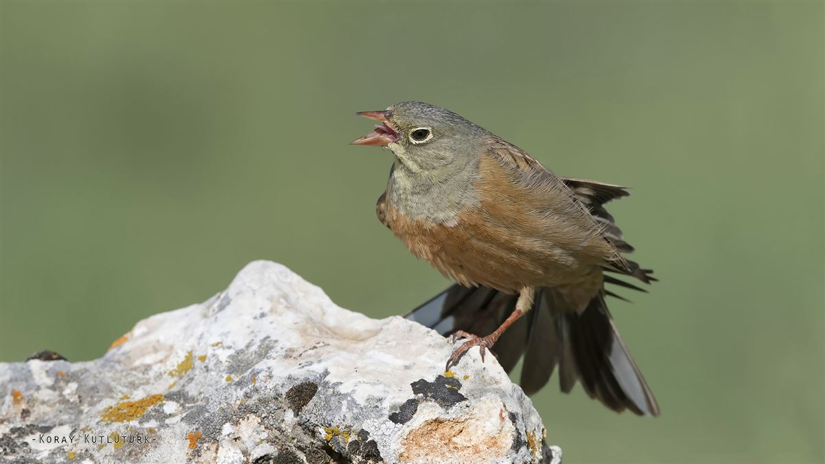 Ortolan Bunting