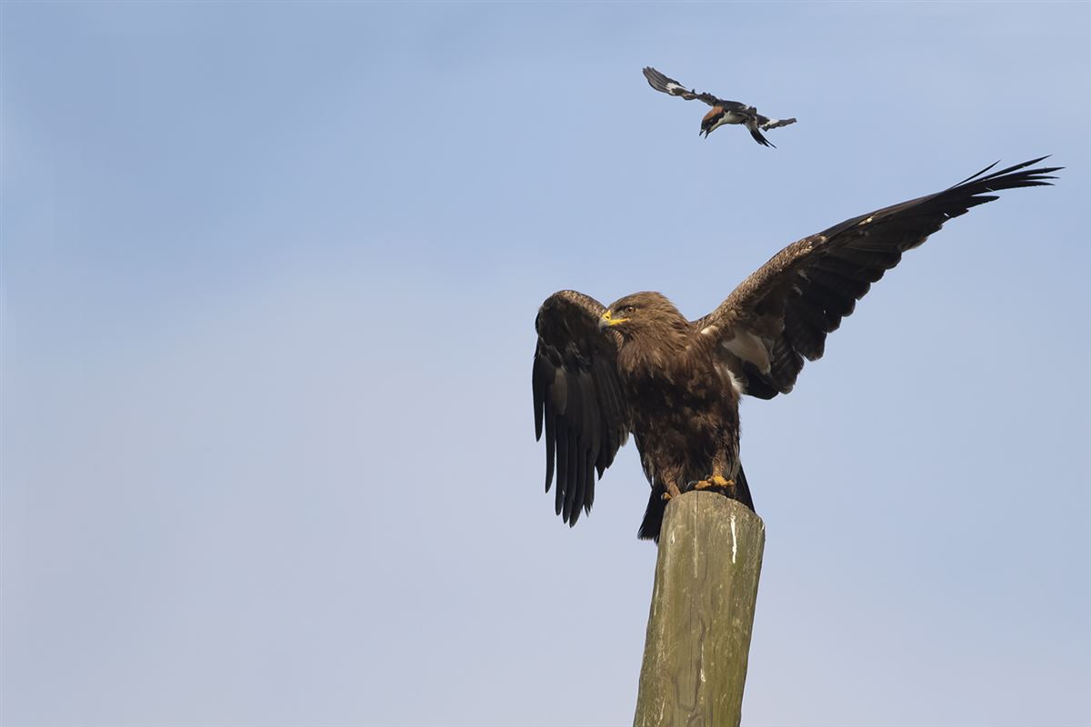Küçük Orman Kartalı