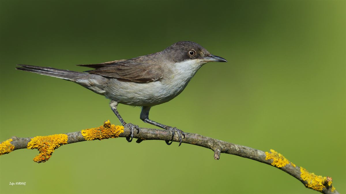 Eastern Orphean Warbler