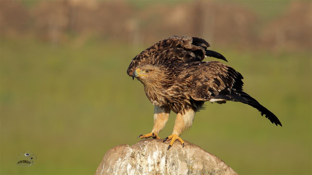 Eastern Imperial Eagle