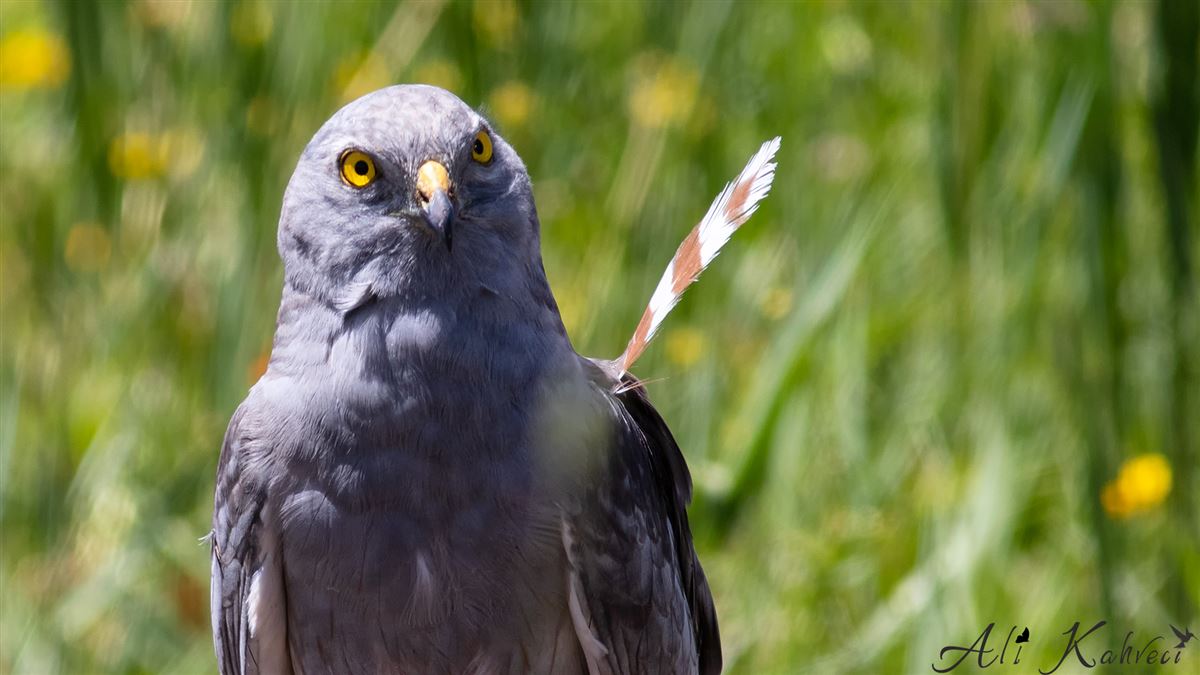 Montagu`s Harrier