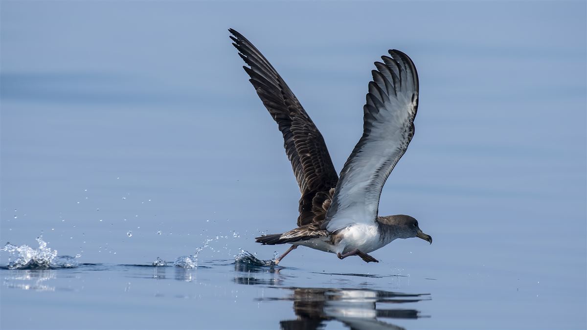 Scopoli`s Shearwater
