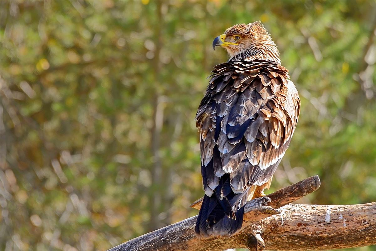 Eastern Imperial Eagle