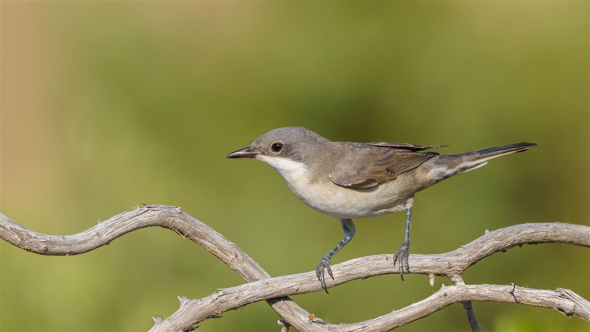 Eastern Orphean Warbler