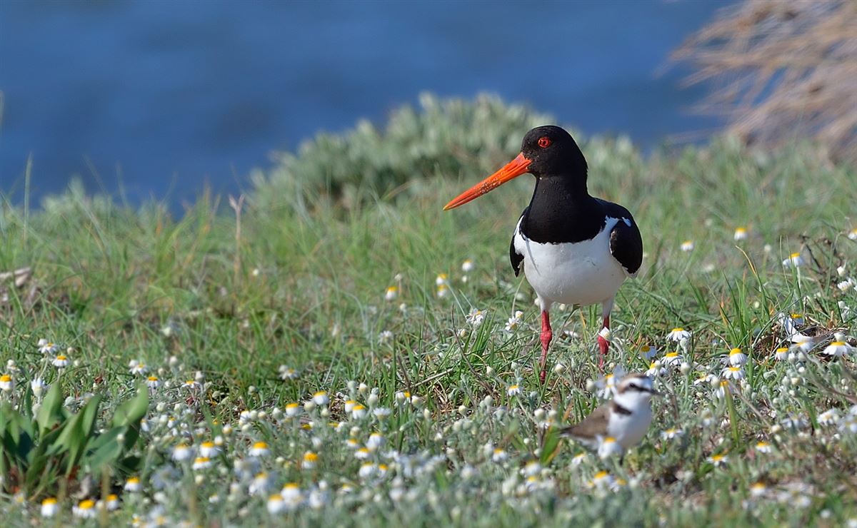 Eurasian Oystercatcher