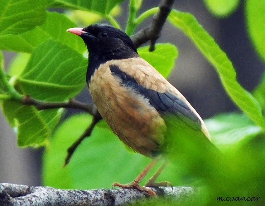 Rosy Starling