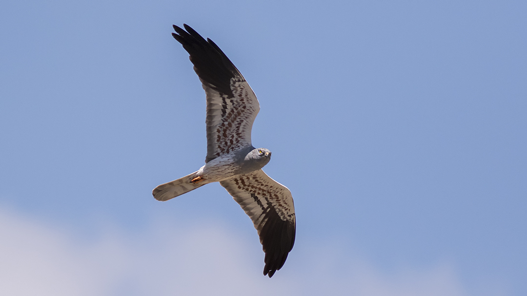 Montagu`s Harrier