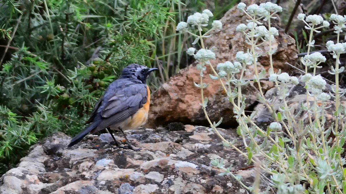 White-throated Robin