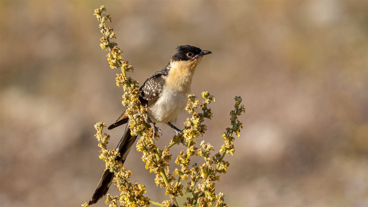 Great Spotted Cuckoo