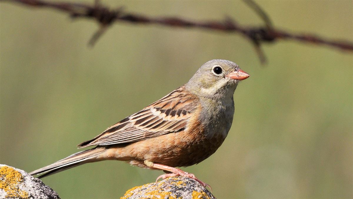 Ortolan Bunting